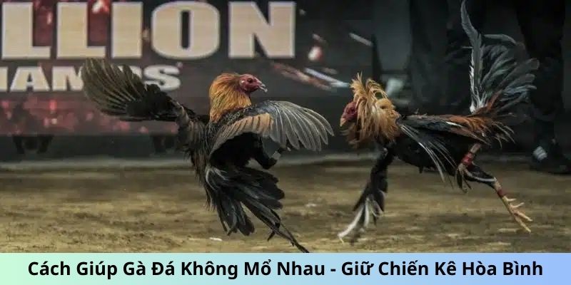 Cách Giúp Gà Đá Không Mổ Nhau Giữ Chiến Kê Hòa Bình 3 Trang Chủ Jun88.com #1 Việt Nam Cách giúp gà đá không mổ nhau - Tách đàn kê