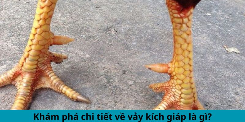 Vảy Gà Kích Giáp - Dấu Hiệu Chiến Kê Hùng Mạnh Hàng Đầu 1 Trang Chủ Jun88.com #1 Việt Nam Khám phá chi tiết về vảy kích giáp là gì?