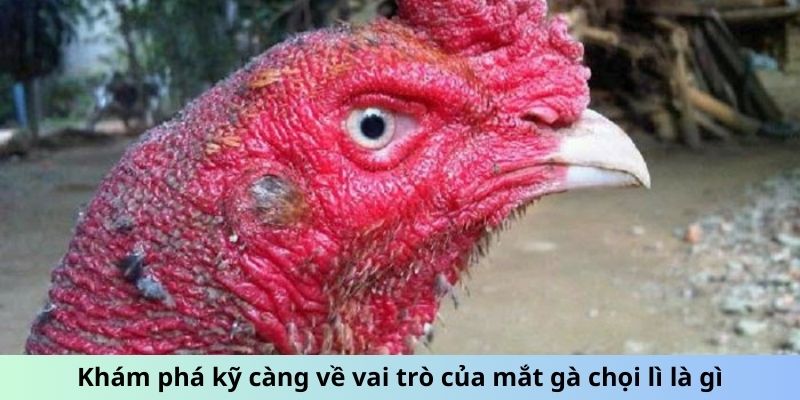 Mắt Gà chọi Lì - Dấu Hiệu Chiến Kê Gan Lì, Sắt Đá Nhất 2 Trang Chủ Jun88.com #1 Việt Nam Khám phá kỹ càng về vai trò của mắt gà chọi Lì là gì
