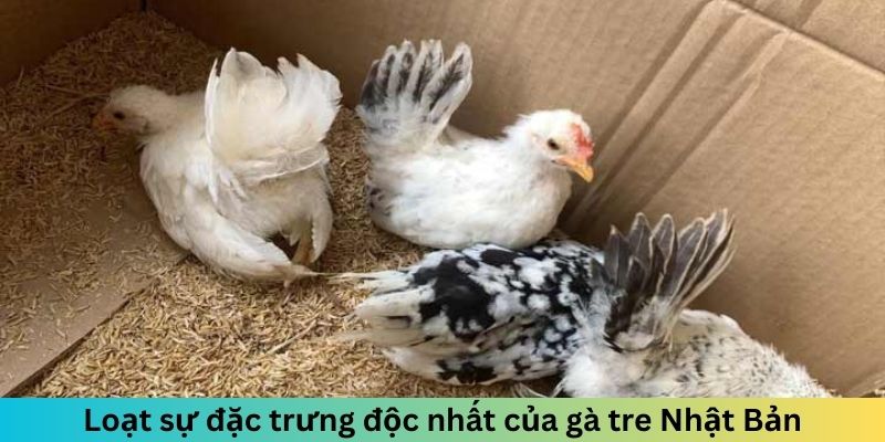 Gà Tre Nhật Bản - Chiến Kê Nhỏ Gọn Nhưng Đầy Uy Lực 2 Trang Chủ Jun88.com #1 Việt Nam Loạt sự đặc trưng độc nhất của gà tre Nhật Bản