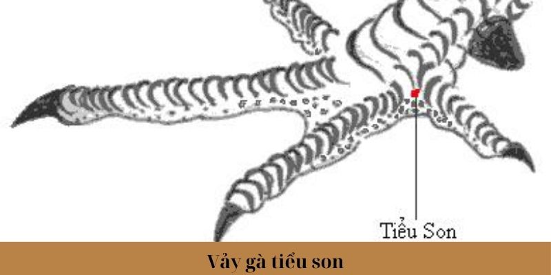 Vảy Gà Tài - Đặc Điểm Xác Định Thần Kê Chính Xác Nhất 2024 2 Trang Chủ Jun88.com #1 Việt Nam Vảy gà tiểu son đặc biệt